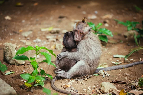 Long-tailed macaque — Stock Photo, Image