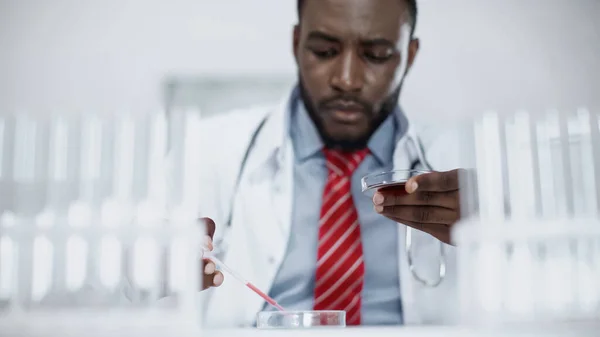 Científico afroamericano enfocado agregando líquido rojo en la placa de Petri - foto de stock