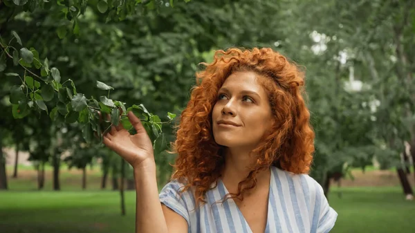 Pleased redhead woman touching green leaves on tree — Stock Photo