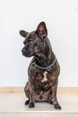 Pencerenin yanında yerde oturan sevimli Fransız bulldog 'unun alçak açısı. Köpeğin yüzünü yarı uykulu bir şekilde kapat..