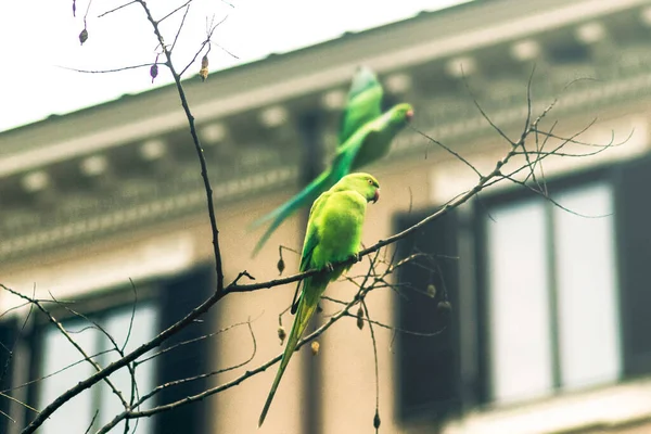 Papagaio Verde Periquitos Voando Sobre Árvore — Fotografia de Stock