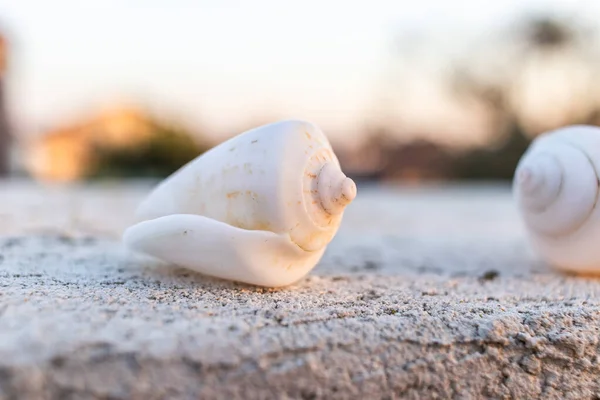 イスラエルでの日没の間に白い螺旋の貝殻の閉鎖 — ストック写真