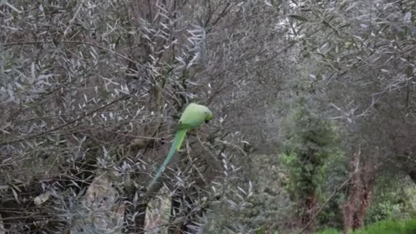 Вид Красивого Зеленого Птаха Папуги Дереві Їсть Фрукти — стокове відео