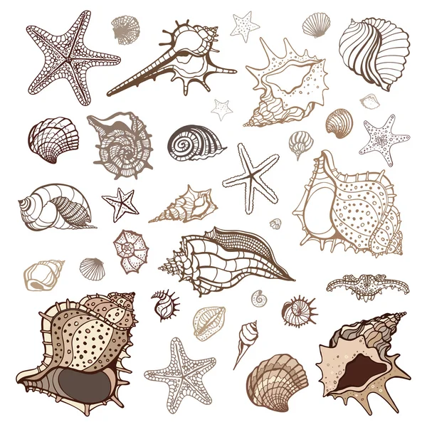 Коллекция морских раковин . — стоковый вектор