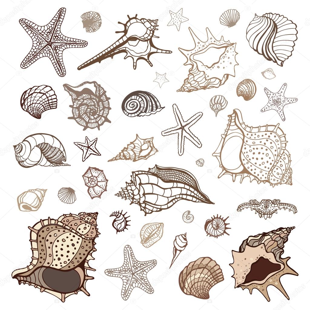 Sea shells collection.