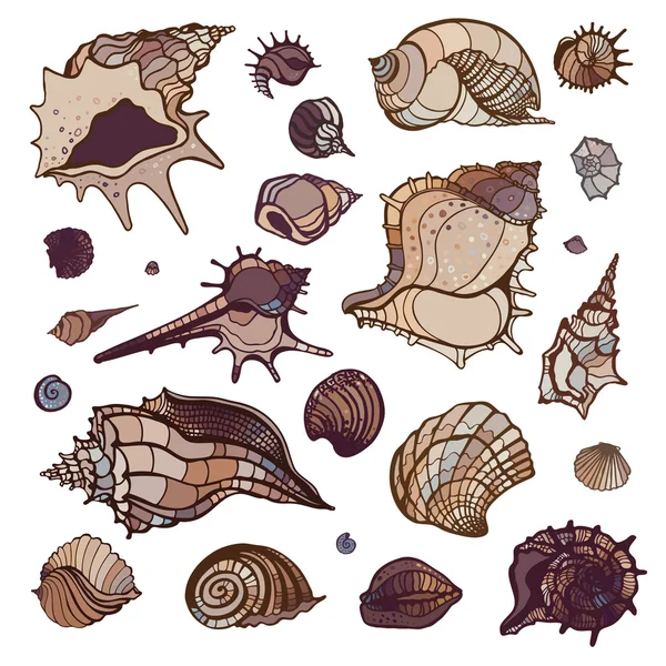 Sea shells set. — Stock Vector