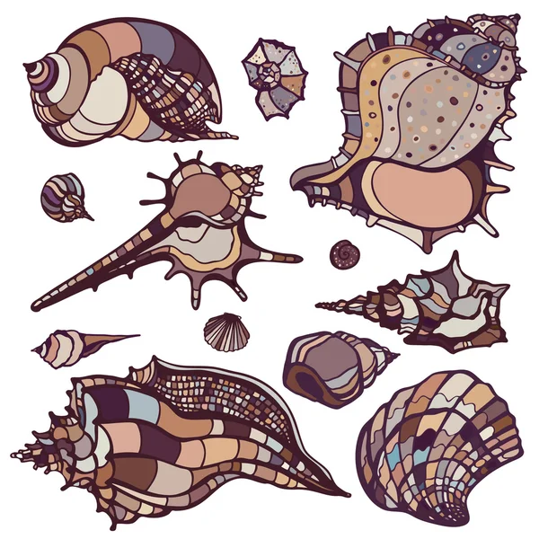 Sea shells set. — Stock Vector