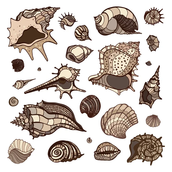 Sea shells set. — Stock Vector