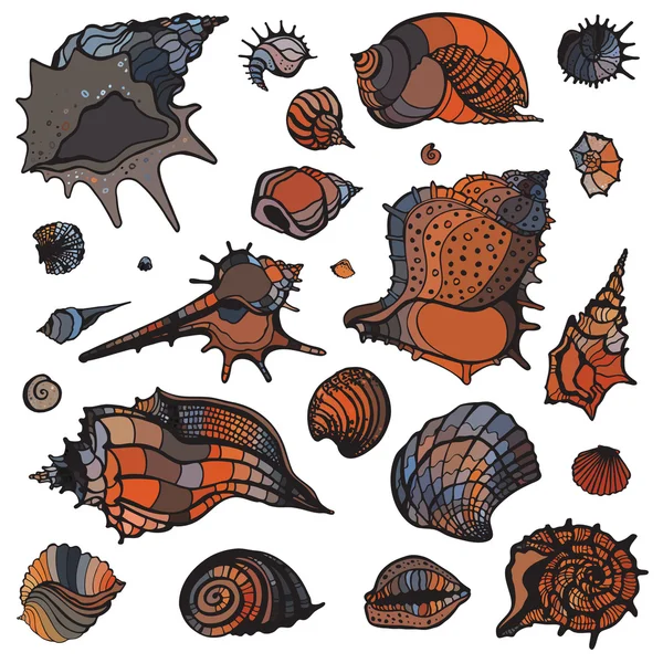 Conjunto de conchas marinas . — Vector de stock