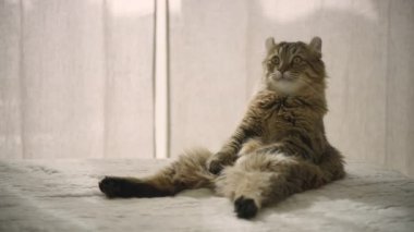 A young highland lynx cat yawns while sitting on a bed. A cat sitting like a human.
