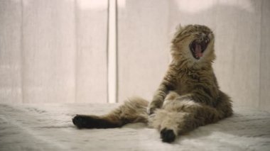 Genç bir dağ vaşağı yatakta otururken esniyor. İnsan gibi oturan bir kedi. Kısa kuyruklu ve kısa kulaklı genç bir vaşak yavrusu.