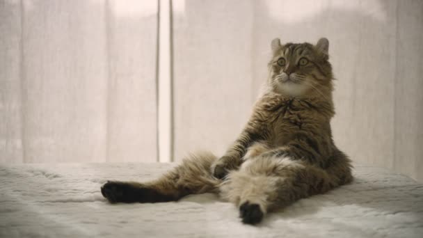 Ένας Νεαρός Αγριόγατος Χασμουριέται Ενώ Κάθεται Στο Κρεβάτι Μια Γάτα Βίντεο Κλιπ