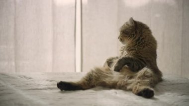 Yatakta oturan genç bir vaşak. İnsan gibi oturan bir kedi. Kısa kuyruklu ve kısa kulaklı genç bir vaşak yavrusu.