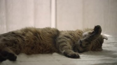 Genç bir vaşak yavrusu göbeğini yalıyor. Sinsi ev kedisi yıkıyor. Kedi yavrusu yedikten sonra dudaklarını yalıyor ve pençesiyle yıkıyor.. 