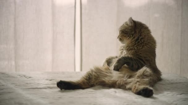 ベッドの上に座っている若い高地のリンクス猫 猫が人間のように座っている 短い尾と短い耳を持つ若い高地のリンクス子猫 — ストック動画