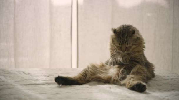 Young Highland Lynx Cat Licks Its Paw Belly Sly House — Vídeos de Stock