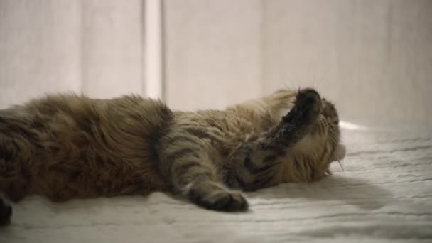 Молодий Високогірний Кіт Рисі Облизує Живіт Кумедний Домашній Кіт Миється — стокове відео