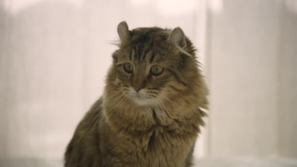 ベッドの上に座って周りを見ている若い高地のリンクス猫 短い尾と短い耳を持つ若い高地のリンクス子猫 — ストック動画