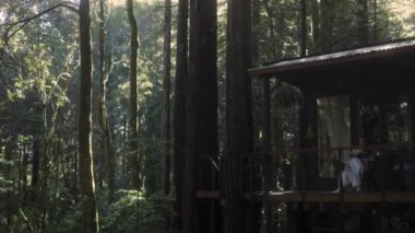 Kitap okuyan ve ormandaki sıcak bir kulübede sıcak çay içen genç bir kadın. Ormanın ortasındaki ahşap kulübe güneşli ahşap dağ kulübesi kırsal ev mimarisi..