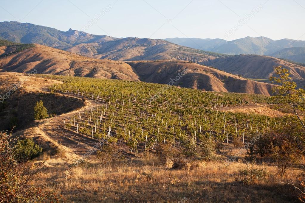 Plantation of grapes