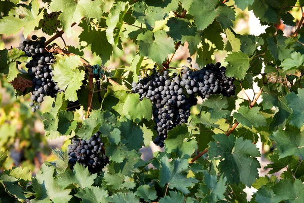 Racimos de uvas negras jugosas maduras —  Fotos de Stock