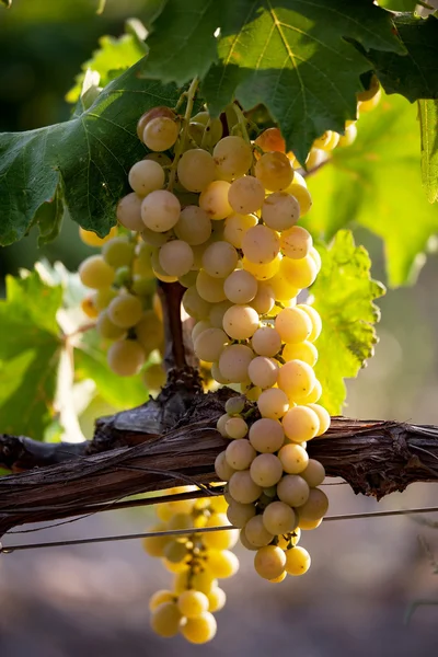 Grande bando de suculentas uvas maduras — Fotografia de Stock