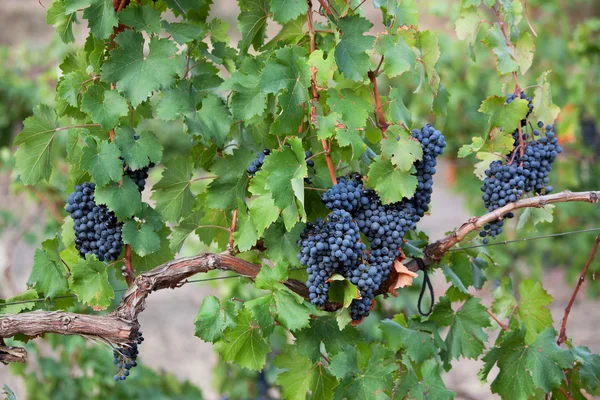Plusieurs grappes de raisins noirs mûrs — Photo