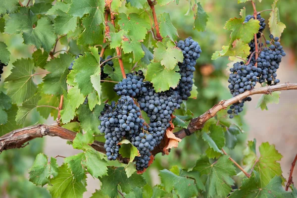 Racimos de uvas maduras —  Fotos de Stock