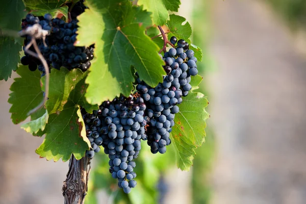 Vários cachos de uvas maduras — Fotografia de Stock