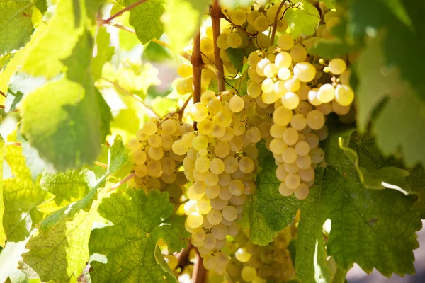 Um bando de uvas amarelas maduras — Fotografia de Stock