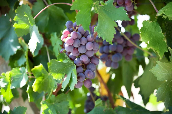 Racimos de uvas maduras — Foto de Stock