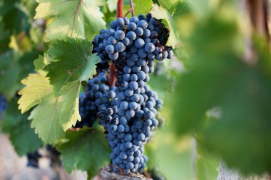 birkaç demet olgun kara üzüm