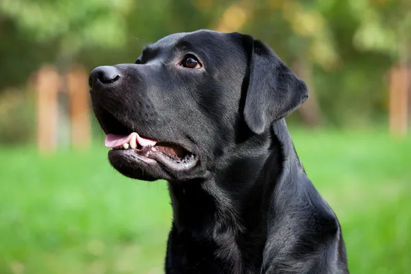 Hermoso negro labrador retriever — Foto de Stock