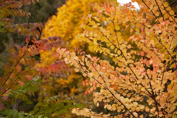 Turned yellow autumn leaves — Stock Photo, Image