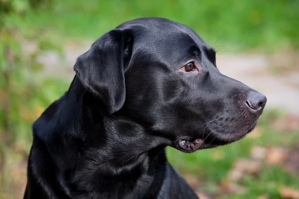 Zwarte labrador retriever — Stockfoto