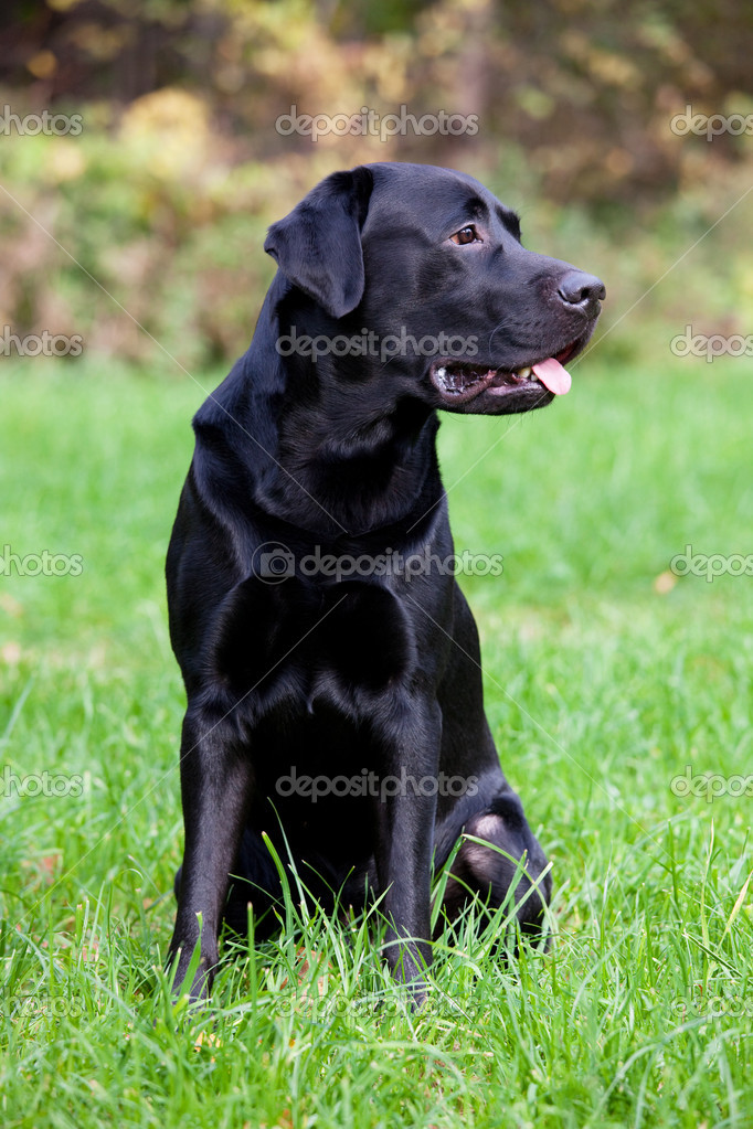 black labrador retriever