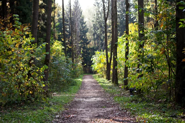 Vägen genom träden i skogen — Stockfoto