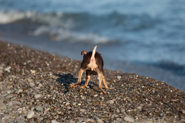 Cão pequeno — Fotografia de Stock