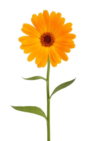 Orange daisy med lång stjälk — Stockfoto