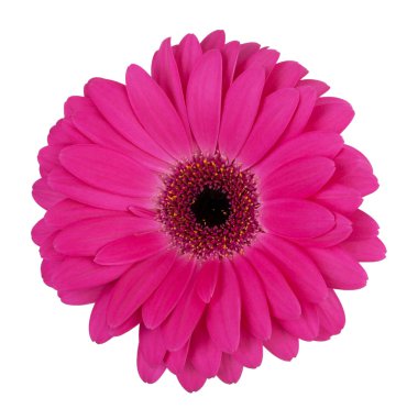 büyük mor çiçek gerbera