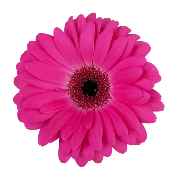 büyük mor çiçek gerbera
