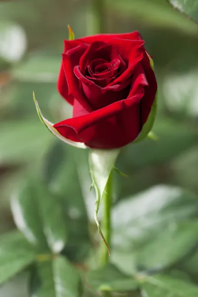 Fleur rose dans la serre Image En Vente