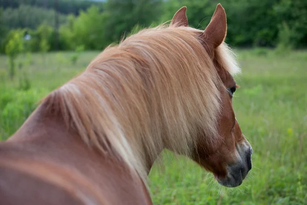 Braunes Pferd — Stockfoto