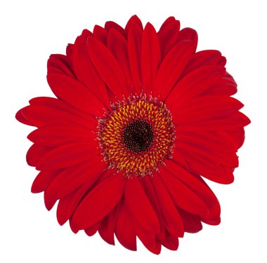 ���������������� gerbera flower