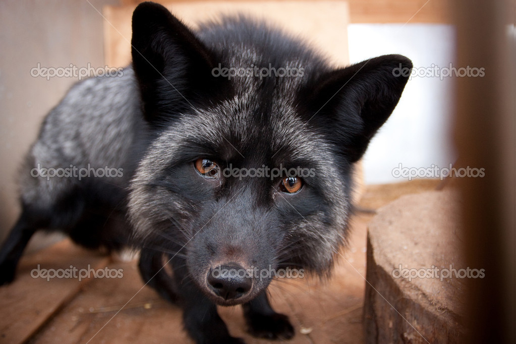 gehandicapt lip fluiten Black fox looks straight at us Stock Photo by ©Dimedrol68 14938945