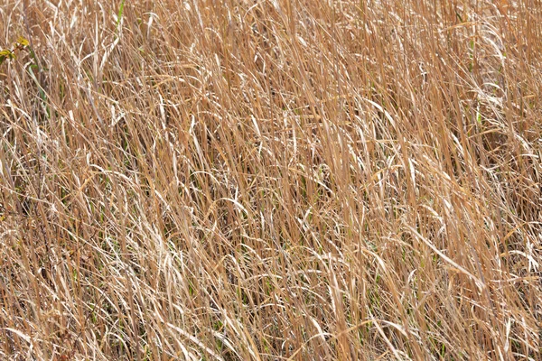 Mnozí suché trávy — Stock fotografie