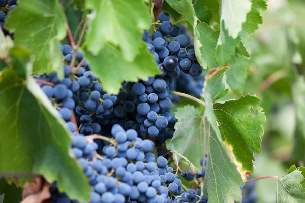 Bunch of ripe dark grapes — Stock Photo, Image