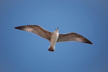 Mavi gökyüzünde uçan martı
