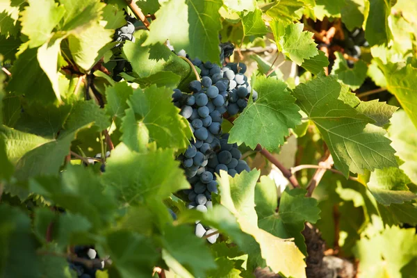 Ramo de uvas entre hojas verdes — Foto de Stock