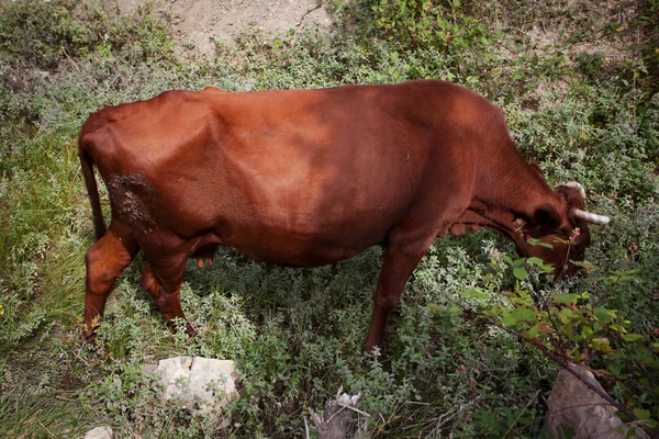 Brun ko äter grönt gräs — Stockfoto